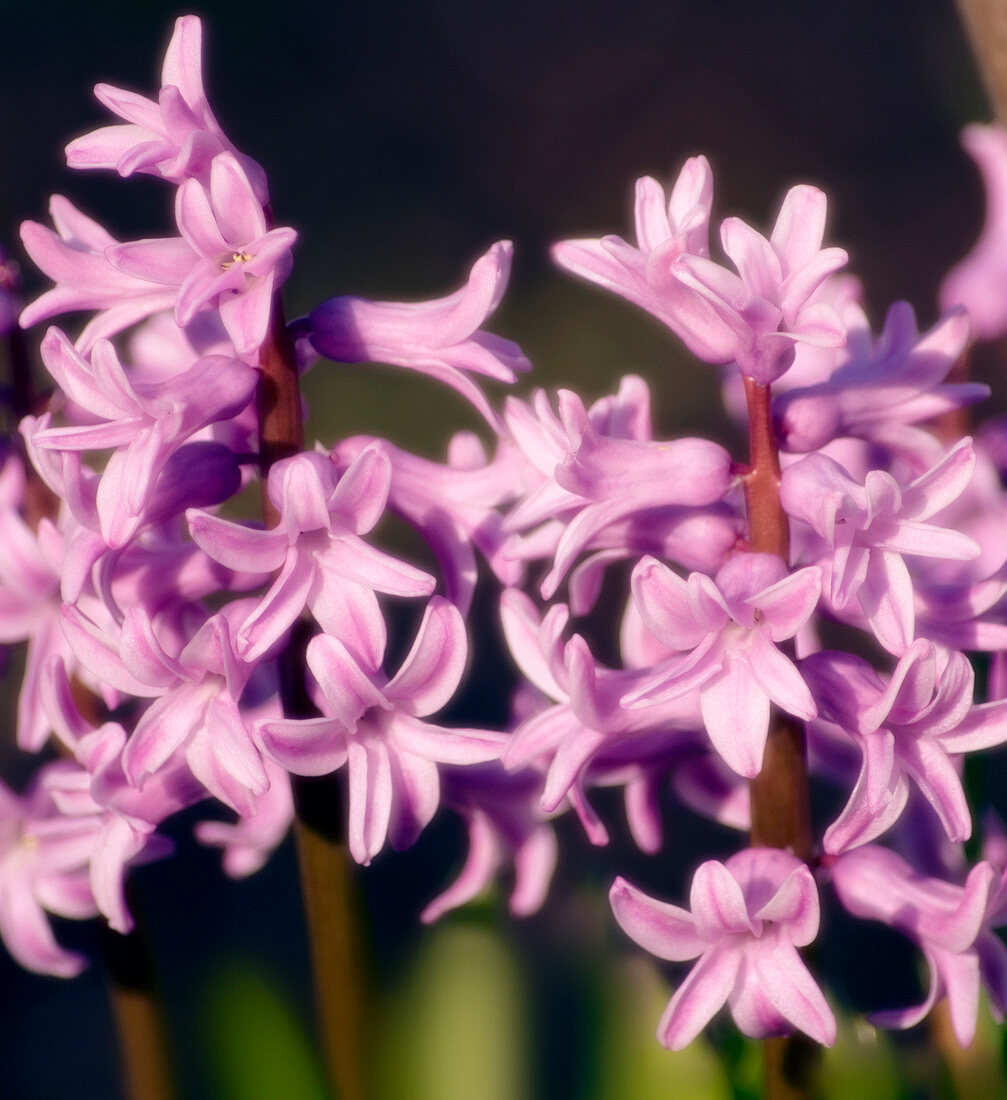 Hyacinth (Hyacinthus orientalis hybrid)
