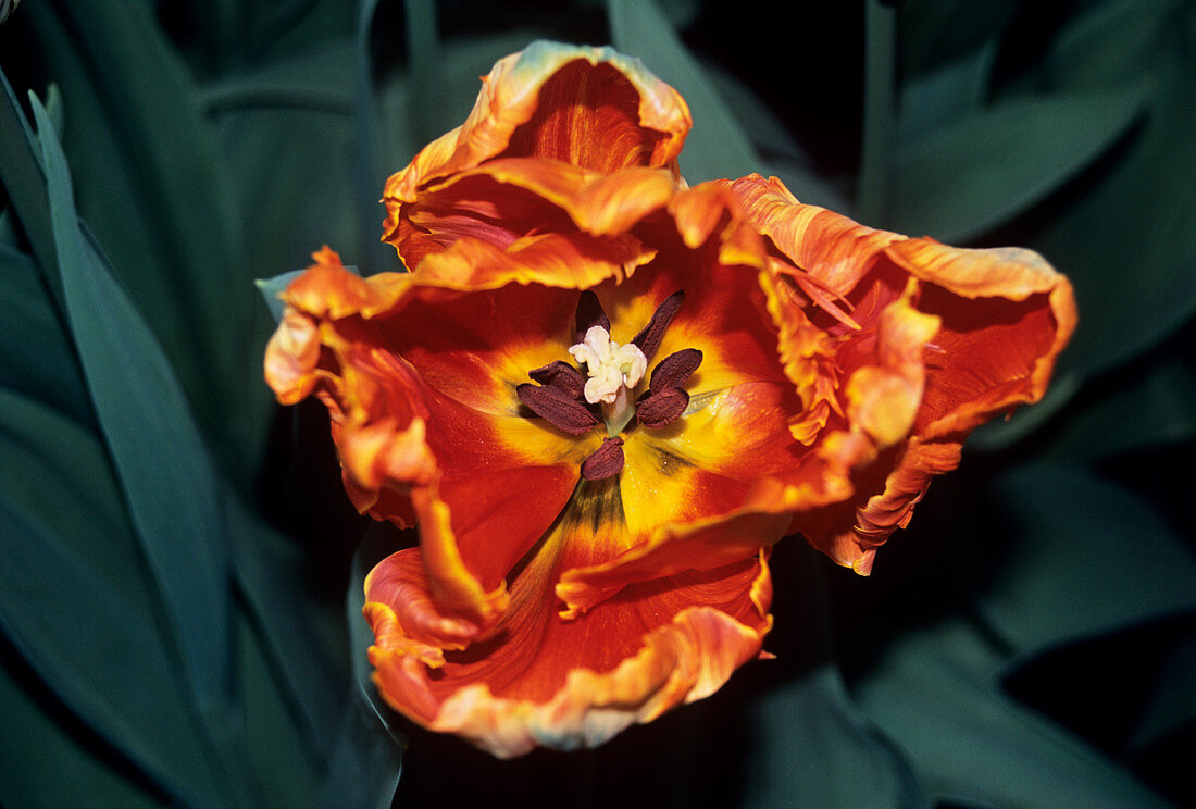 Tulip (Tulipa 'Professor Rontgen')