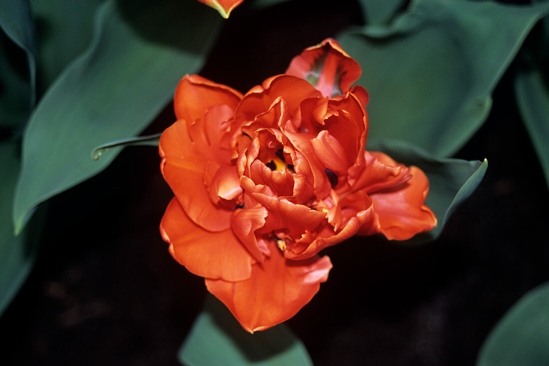 Tulip (Tulipa 'Oranje Alkemade')
