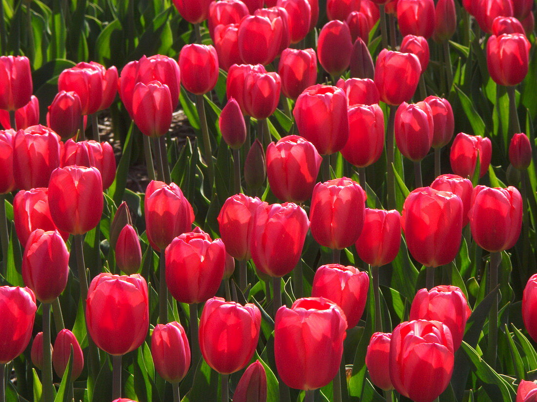 Tulip (Tulipa 'Kung Fu')
