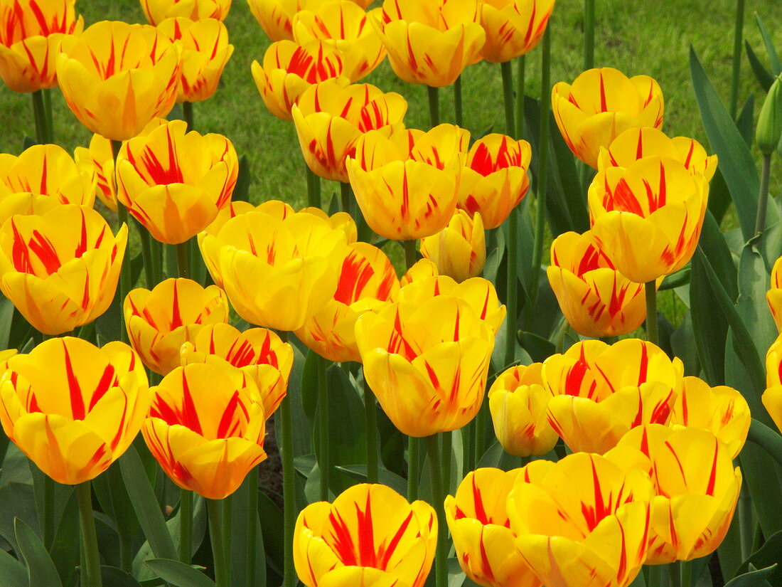 Tulip (Tulipa 'Olympic Flame')
