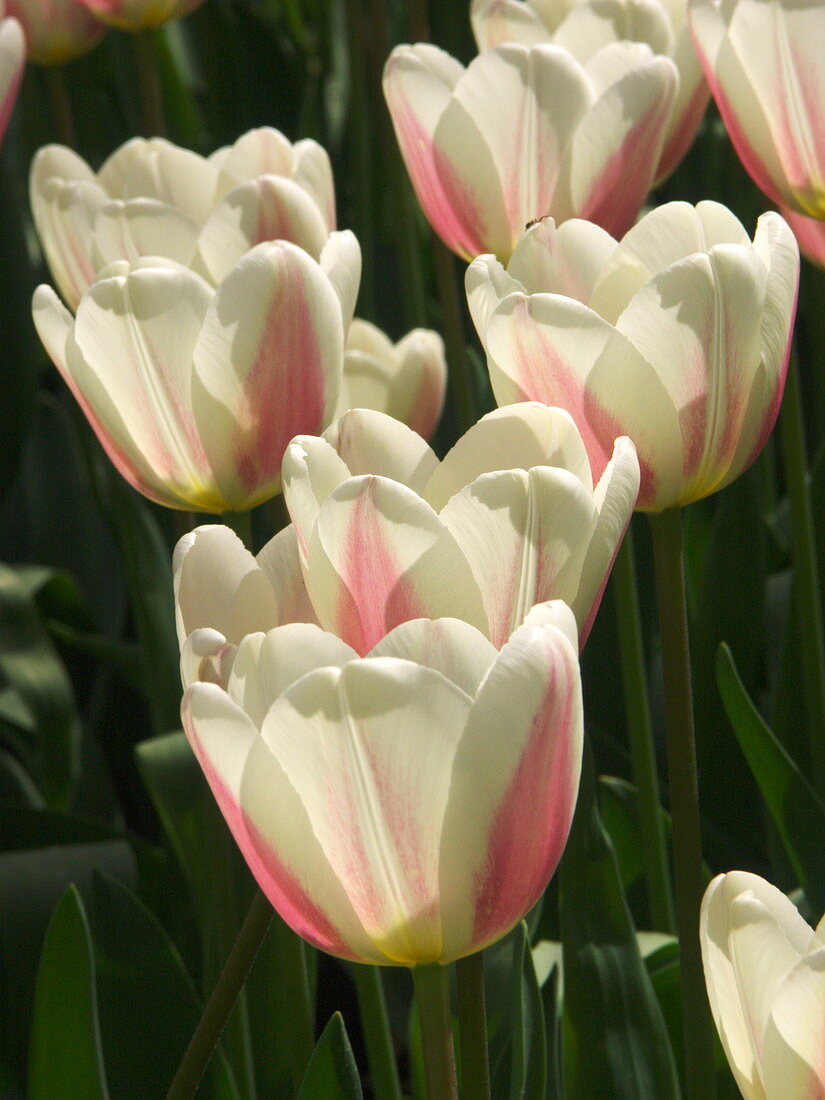Tulip (Tulipa 'Beau Monde')
