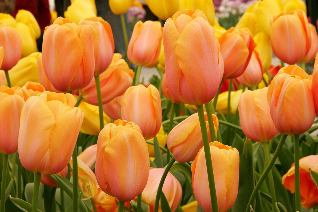 Tulip (Tulipa 'Dordogne')