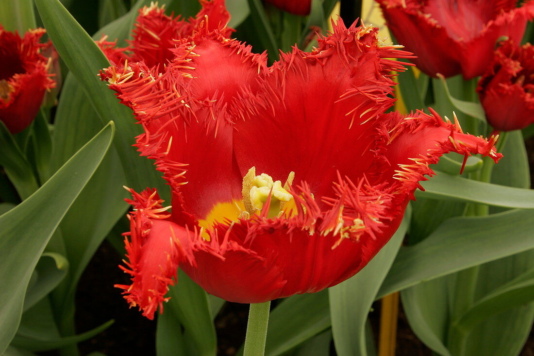 Tulip (Tulipa 'Unity')
