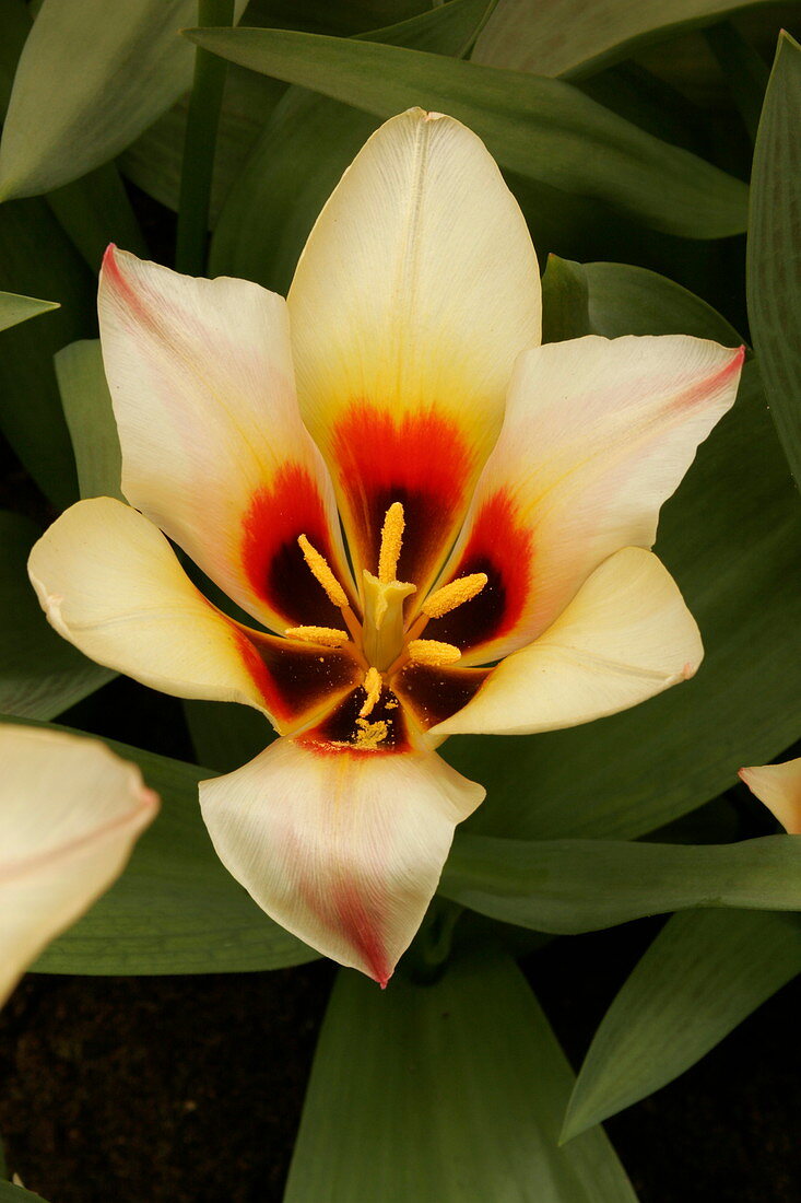 Tulip (Tulipa 'Queen Ingrid')