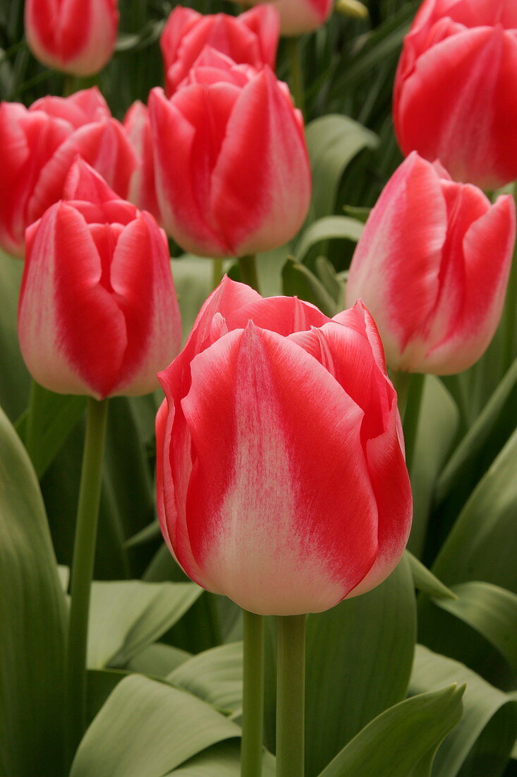 Tulip (Tulipa 'Garden Party')