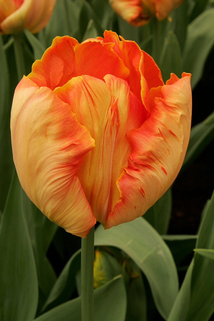 Tulip (Tulipa 'Professor Rontgen')