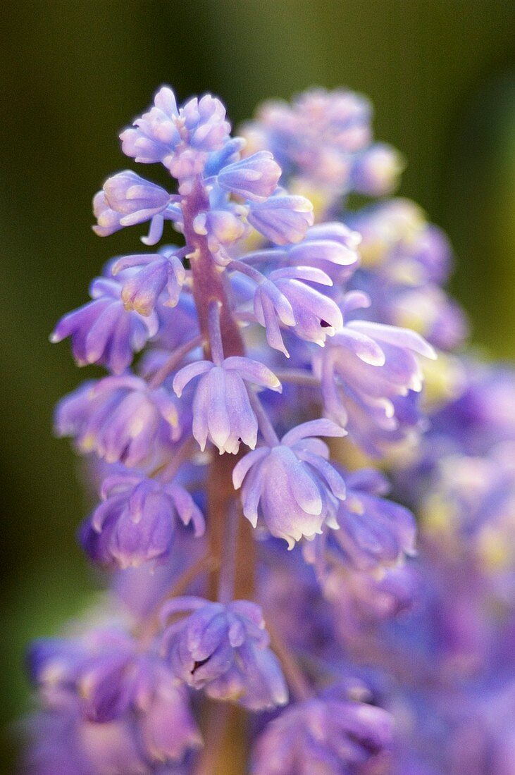 Grape hyacinth (Muscari armeniacum)