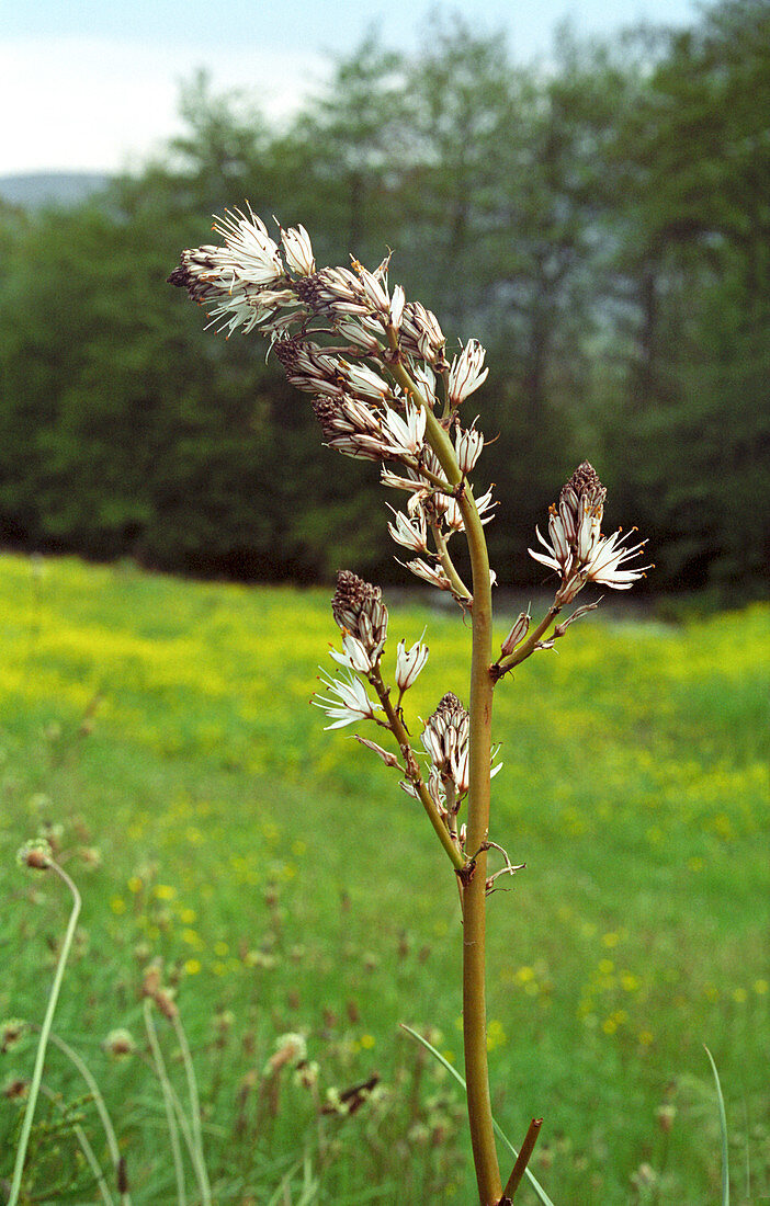 Asphodel (Asphodelus microcarpus)