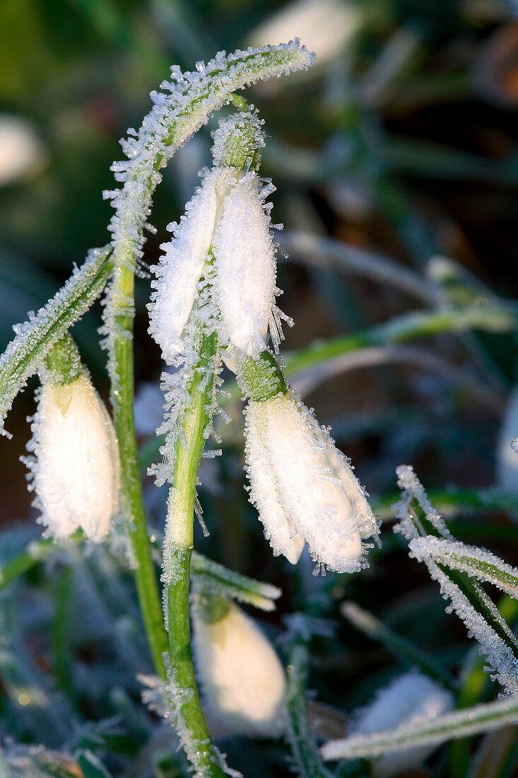 Common snowdrops (Galanthus nivalis)