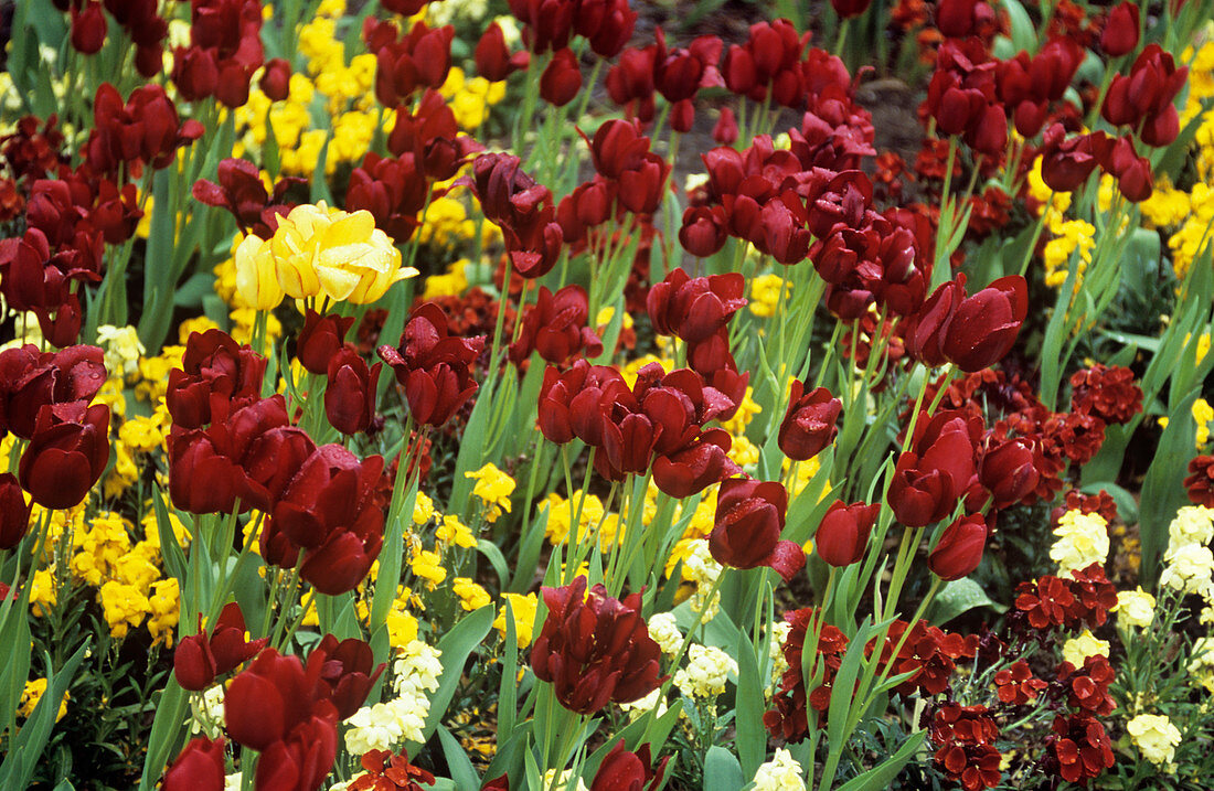 Tulips (Tulipa sp.) with spring flowers