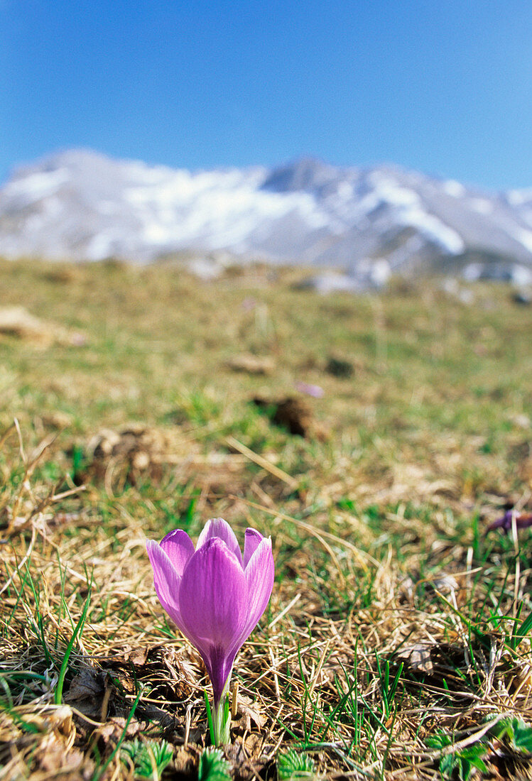 Crocus neapolitanus