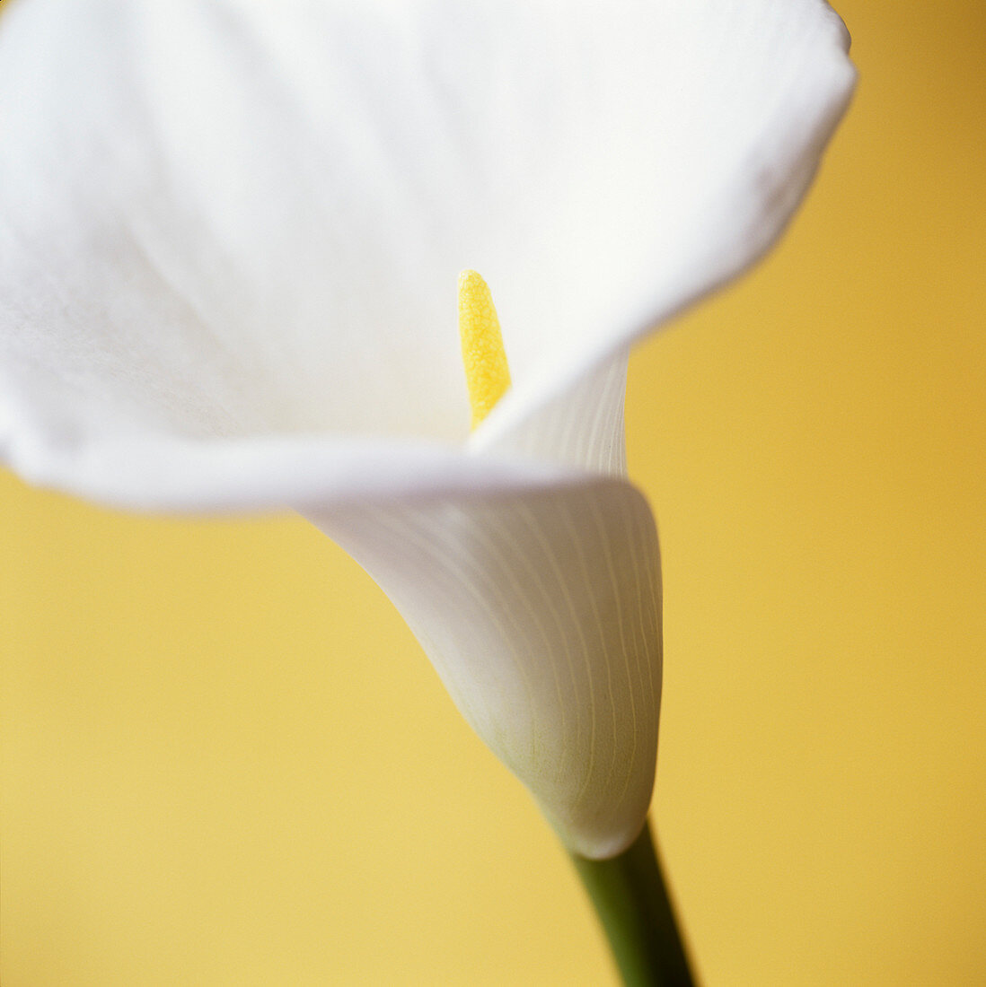 Calla lily (Zantedeschia sp.)
