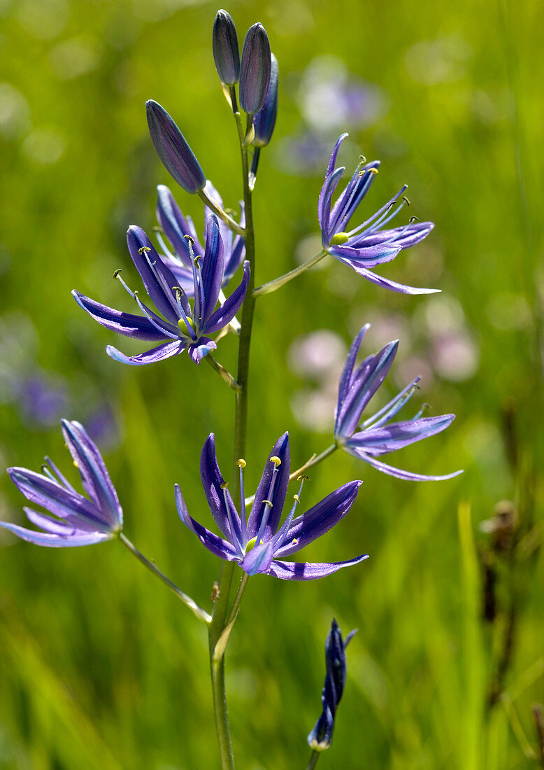 Camas lily (Camassia quamash)