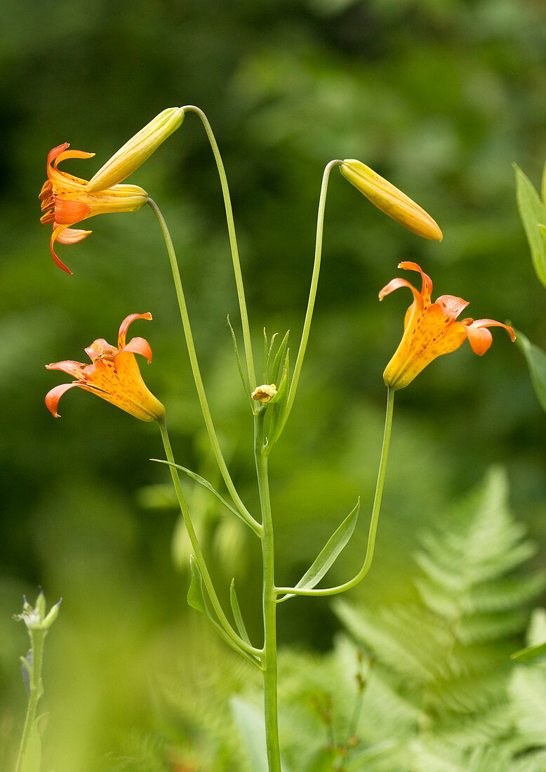 Tiger lily (Lilium parvum)