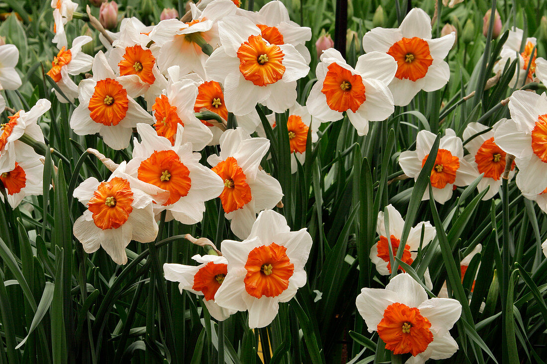 Daffodils,Narcissus 'Professor Einstein'