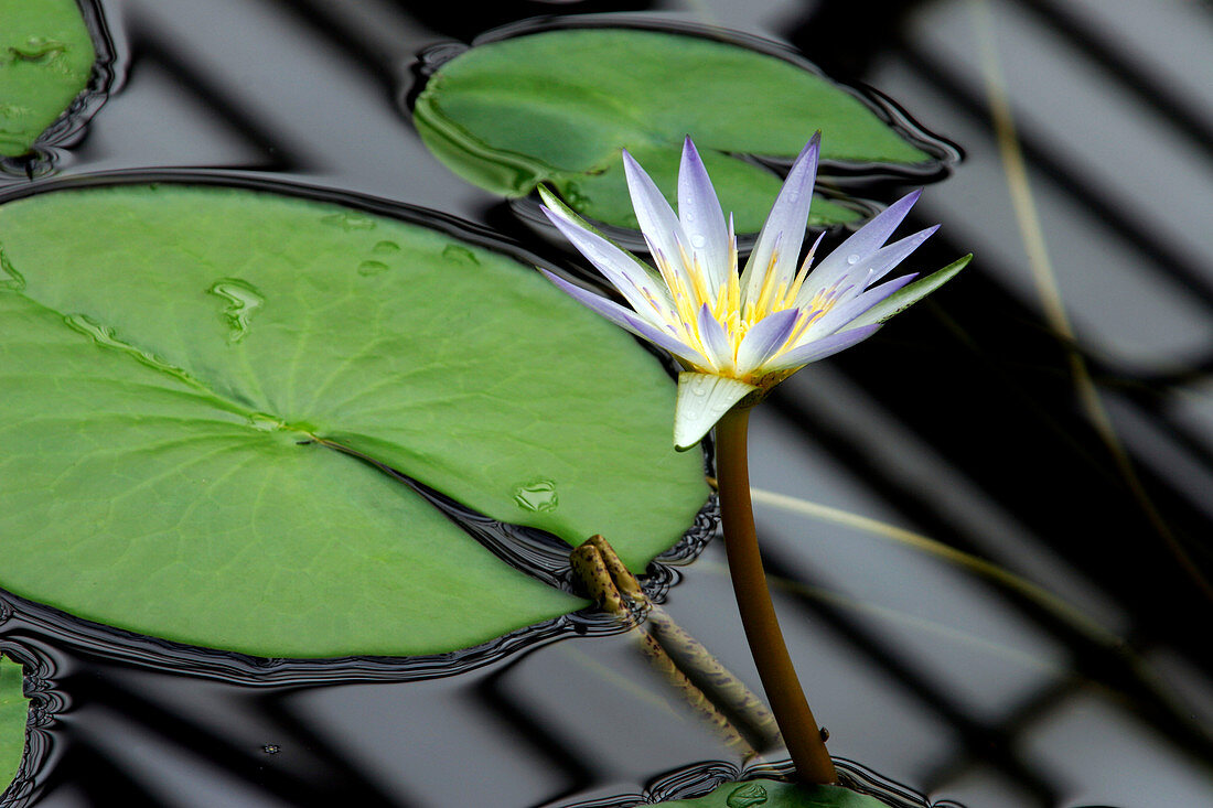 Nymphaea 'Blue Lotus of the Nile'