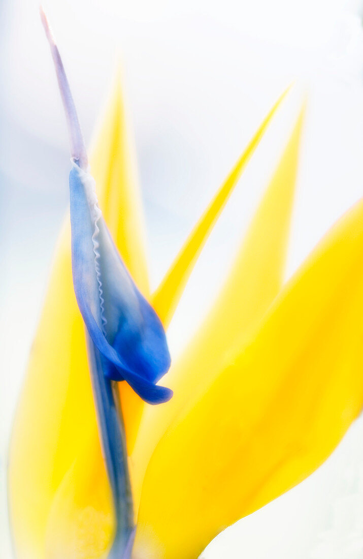 Bird of Paradise flower (Strelitzia sp.)