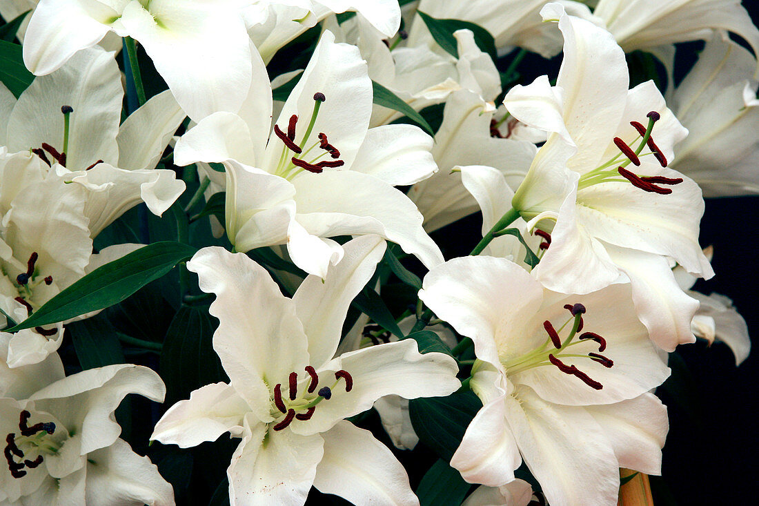 Oriental lily (Lilium 'Rialto')