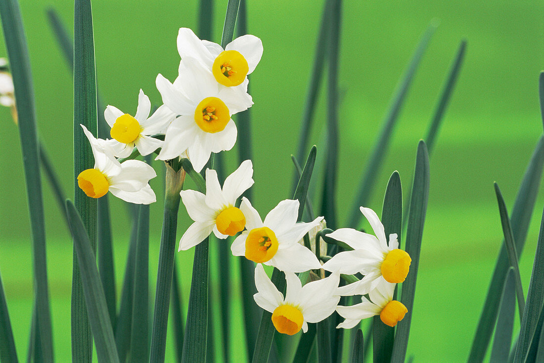 Daffodils (Narcissus canaliculatus)