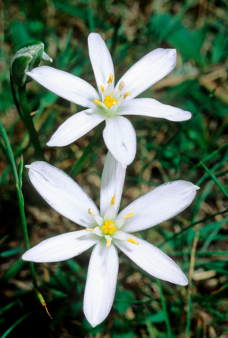 Ornithogalum gussonei