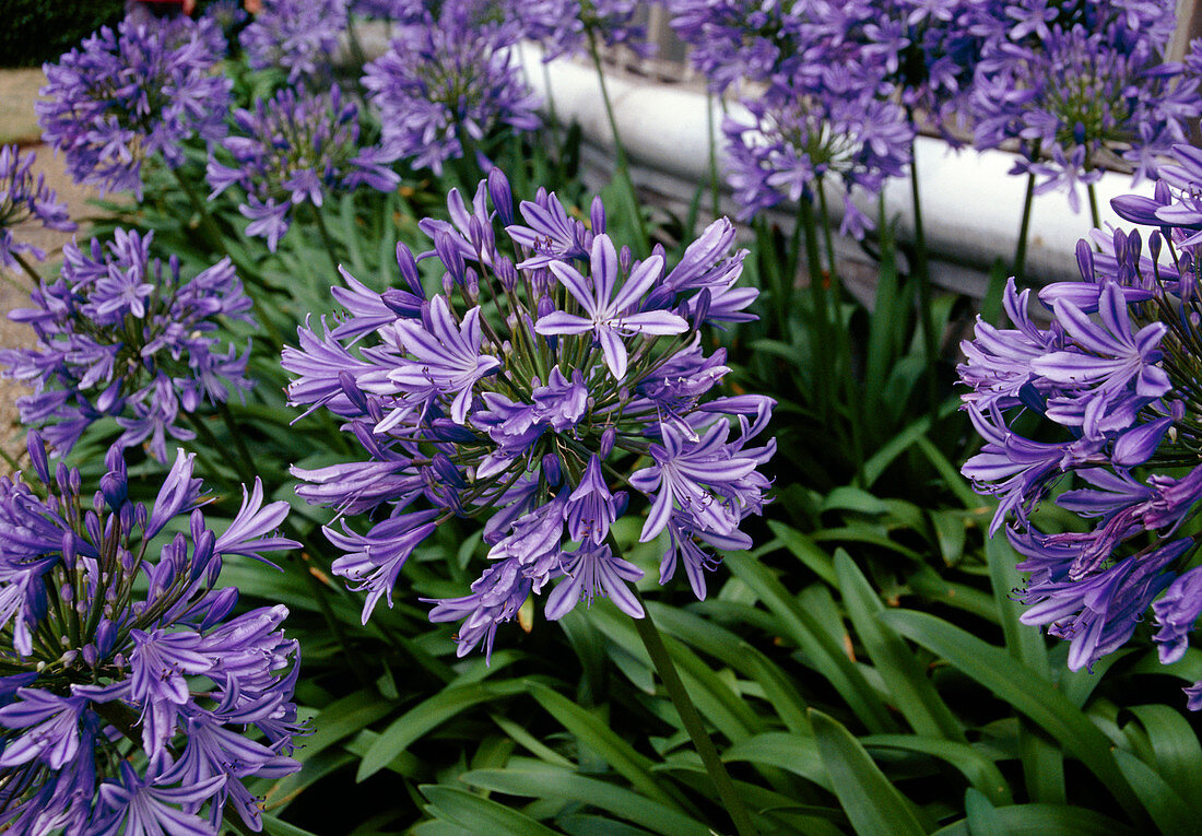 African lilies (Agapanthus sp.)