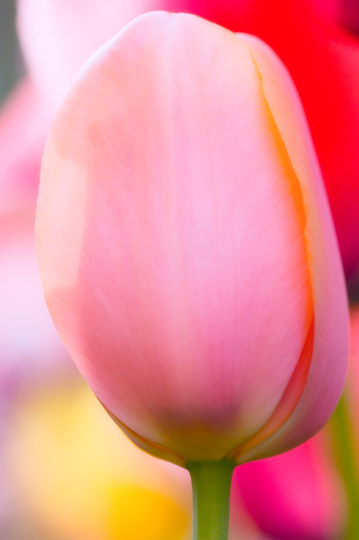 Tulip (Tulipa 'Don Alfonso')