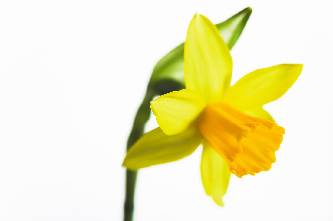 Daffodil (Narcissus 'Tete a Tete')