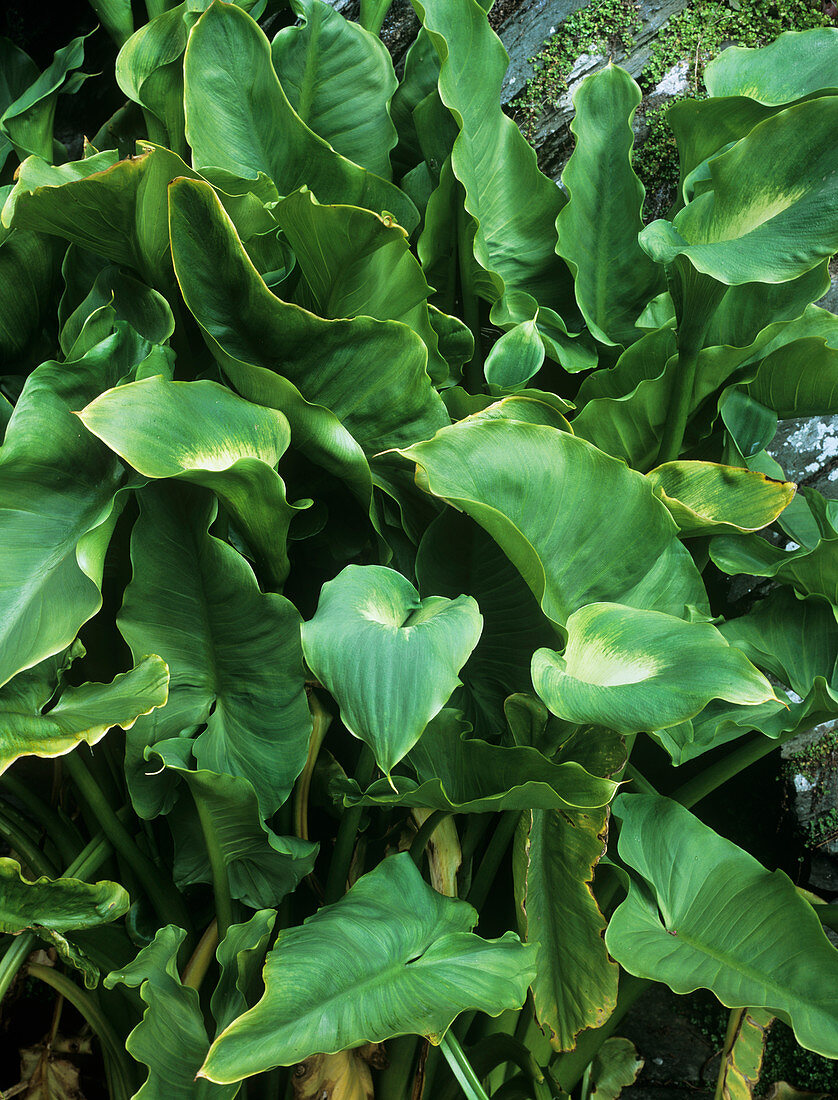 Arum lily (Zantedeschia 'Green Goddess')