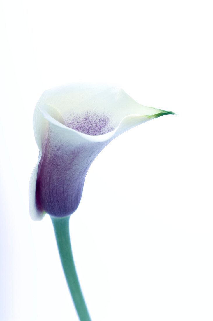 Arum lily (Zantedeschia sp.)