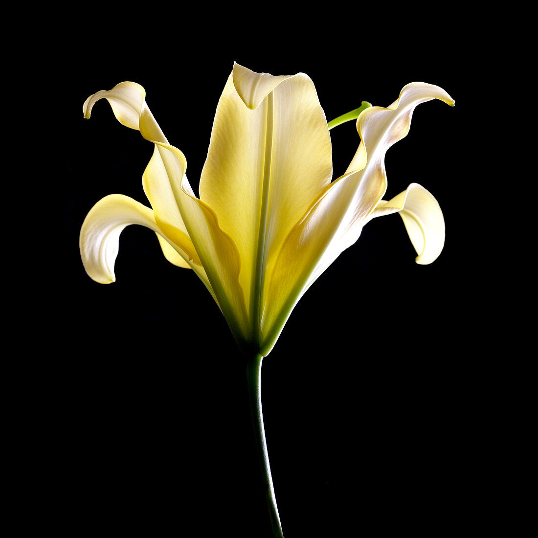 Lily (Lilium sp.)