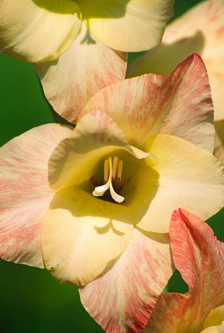 Gladiolus (Gladiolus x gandavensis)