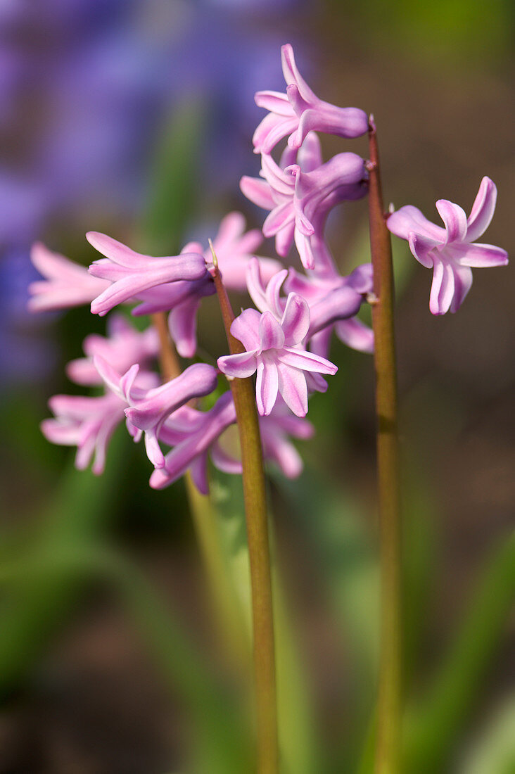 Pink hyacinth (Hyacinthus orientalis)