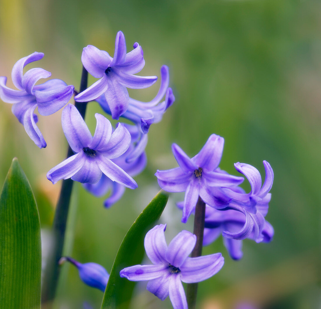 Blue hyacinths (Hyacinthus orientalis)
