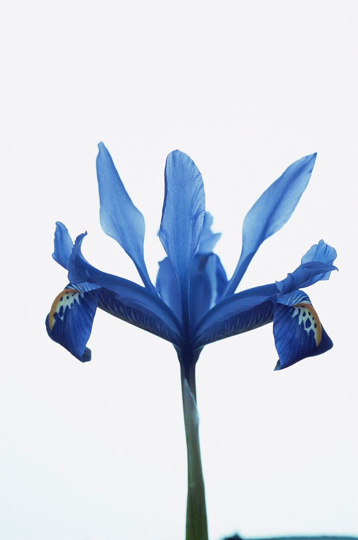 Iris (Iris reticulata)
