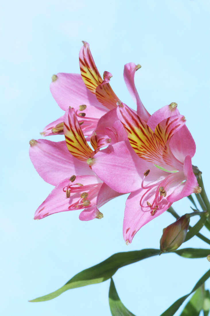 Peruvian lily (Alstroemeria sp.)
