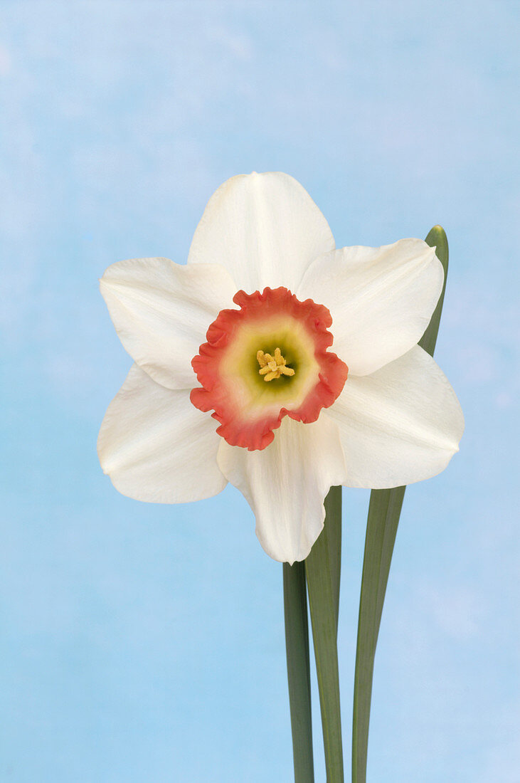 Trumpet daffodil (Narcissus 'Pink Charm')