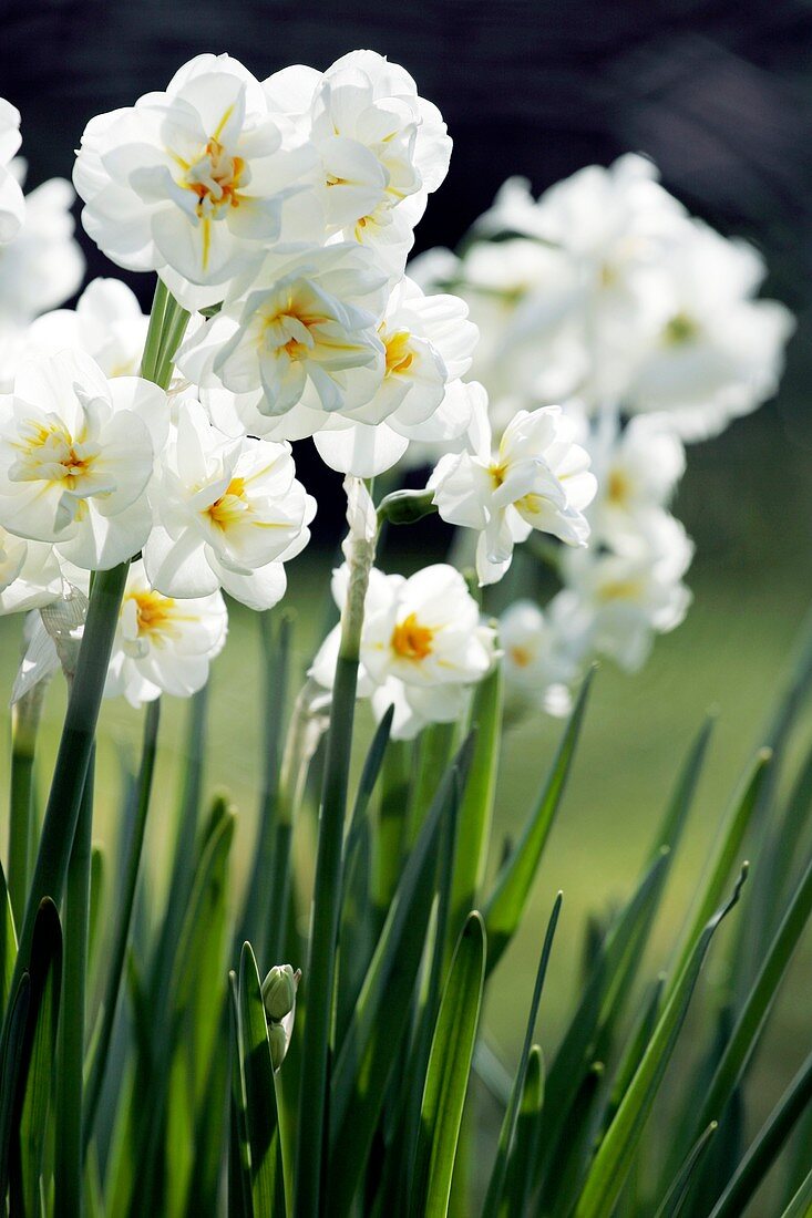 Daffodil (Narcissus 'Bridal Crown')