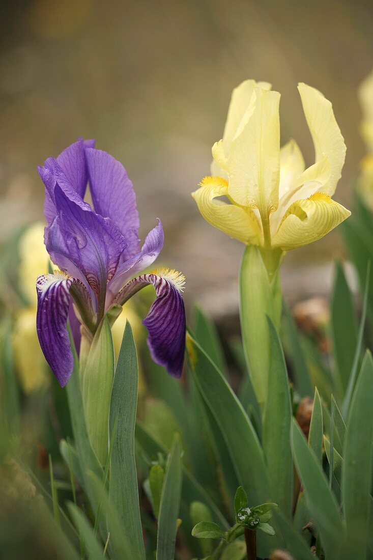 Iris lutescens