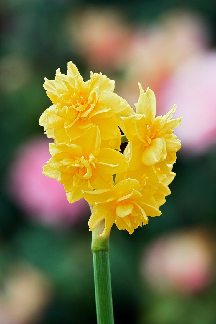 Narcissus 'Golden Rain'