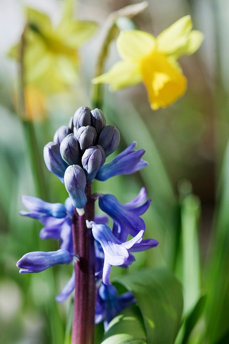 Hyacinth and daffodil flowers