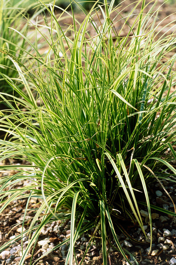 Sedge (Carex 'Kaga-Nishiki')