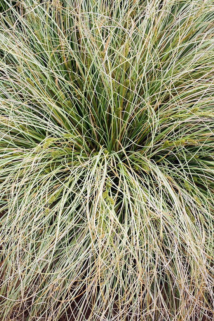Sedge (Carex 'Frosted Curls'