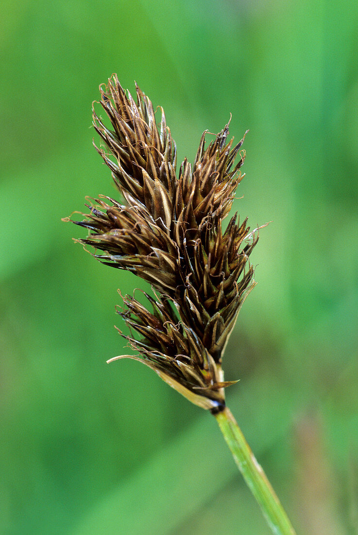 Sedge (Carex leporina)