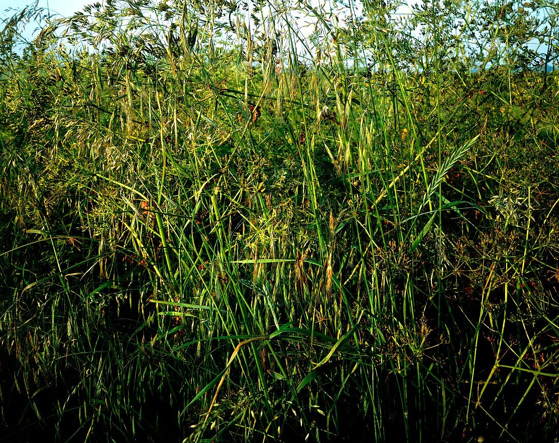 Collection of grasses in a thicket