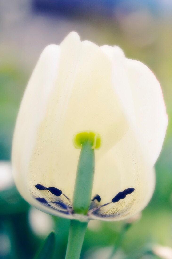 Tulip flower (Tulipa sp.)