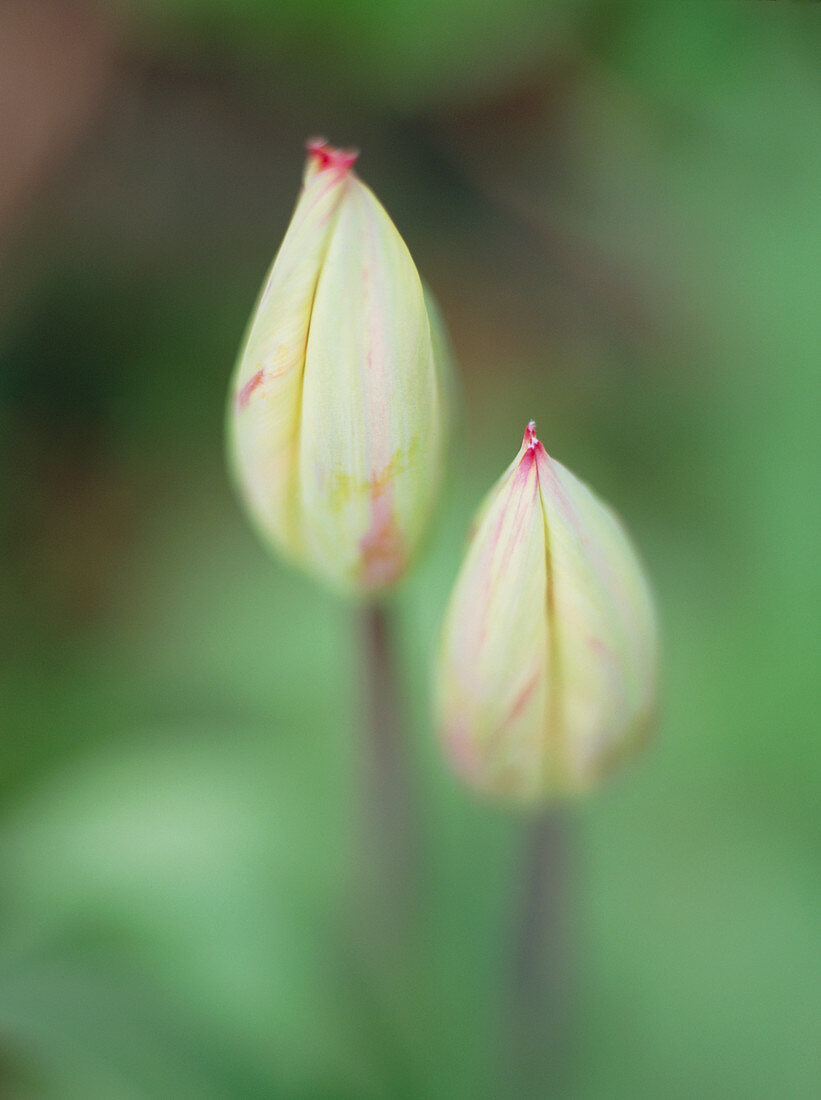 Tulip buds (Tulipa sp.)