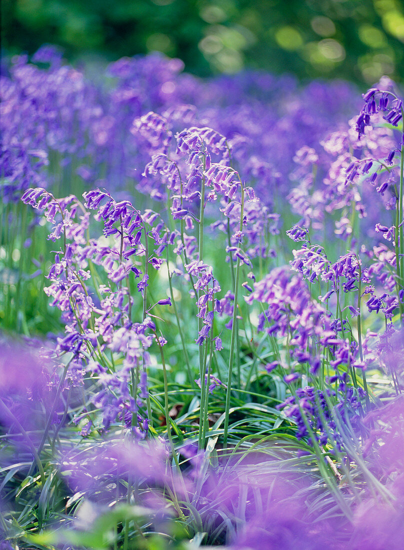 Bluebells (Hyacinthoides non-scripta)