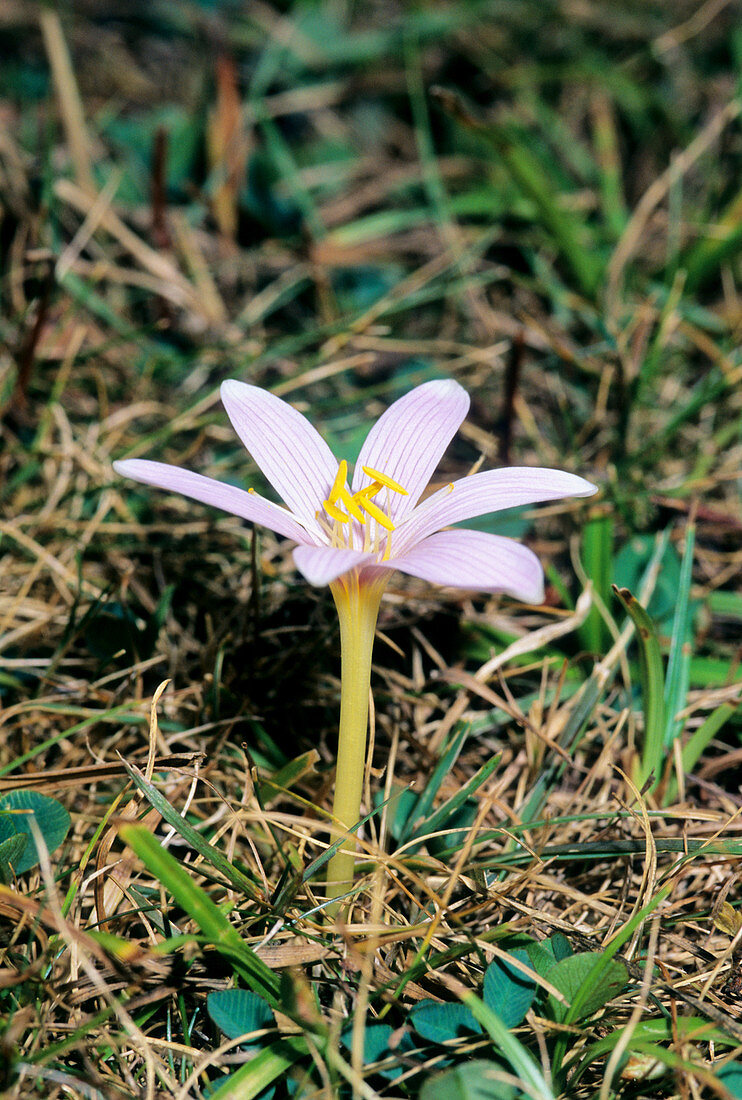 Alpine saffron (Colchicum alpinum)