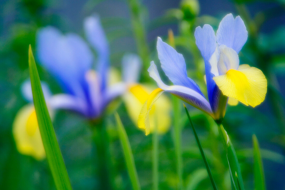 Blue Dutch irises (Iris danfordiae)